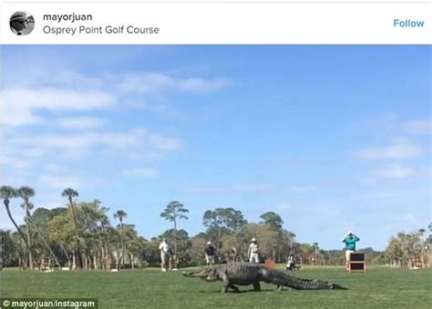 Alligator Is Seen At South Carolina Golf Course Daily Mail Online