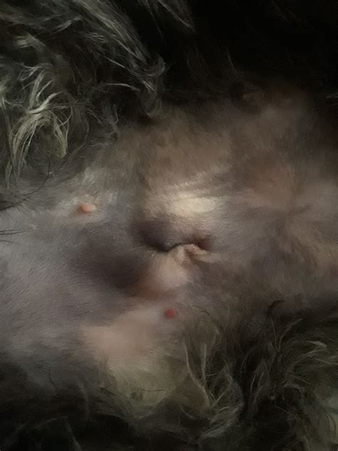 640 x 480 jpeg 187 кб. Spaying And Neutering - What To Look For After Surgery ...