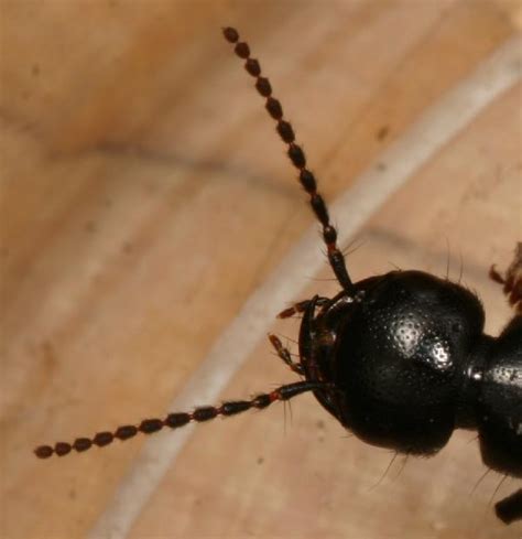 Black Rove Beetle The Backyard Arthropod Project