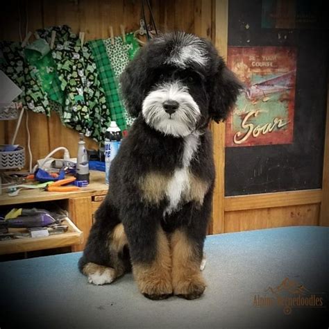 First, and possibly the most popular is the traditional black tri color which consists of. F1B Micro mini:Reuben | Bernedoodle puppy, Cute puppies ...
