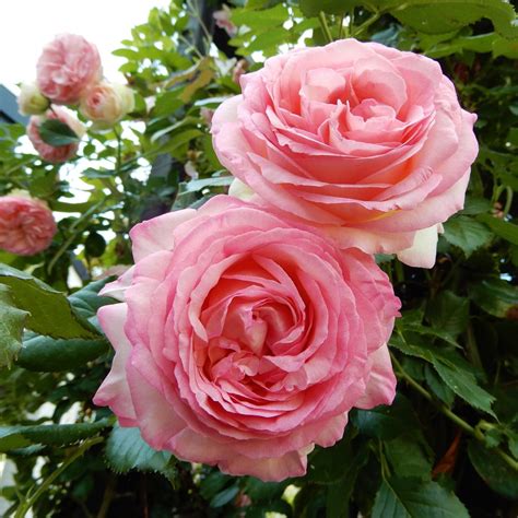 Rosa ‘eden Rose Trandafir Catarator Parfumat De Colectie