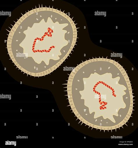 El Virus Del Sarampión Sobre Fondo Oscuro Ilustración Vectorial Imagen
