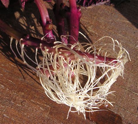 Whether or not you try a treatment, propagate your plant from cuttings before it dies. Plant Propagation: Coleus Cuttings - A Great Propagator ...