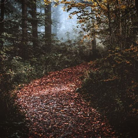 Landscape Photography Of Concrete Road Between Trees · Free Stock Photo