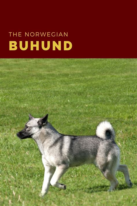 Introducing The Norwegian Buhund Norwegian Buhund Norwegian Dog Breeds