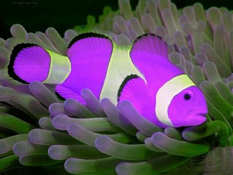 Purple Clownfish Beautiful Sea Creatures Colorful Fish Clown Fish