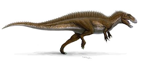 Acrocanthosaurus Felicitas Lovell