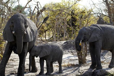 Grupo De La Familia De Los Elefantes Africanos En Los Llanos Imagen De