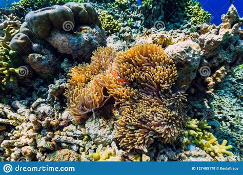 Tropical Underwater World With Coral Reef And Fish Fish Clown In