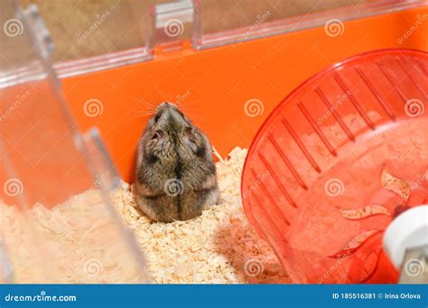 The Female Djungarian Dwarf Hamster Is Sitting On The Wood Sawdust And