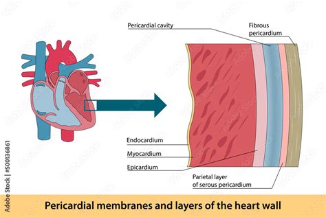 Pericardial Membranes And Layers Of The Heart Wall Vector De Stock