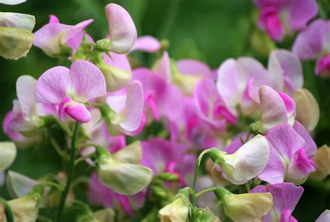 Sweet Pea Flower Meaning Spiritual Symbolism Color Meaning And More