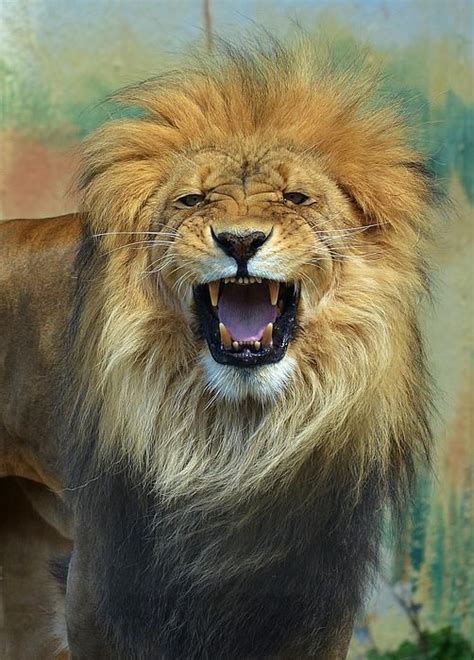 King Of Jungle Lions Photos Animals Beautiful Wild Cats