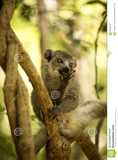 Young Male Crowned Lemur Eulemur Coronatus Sitting On A Branch And