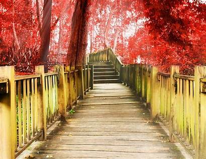 Background Screen Wallpapers Tree Fullscreen Step Stairs