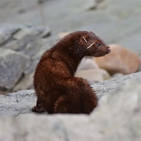 American Mink Facts Diet Habitat And Pictures On Animaliabio
