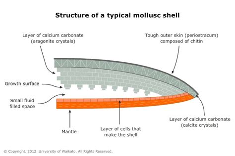 Mollusc Shell Structure — Science Learning Hub
