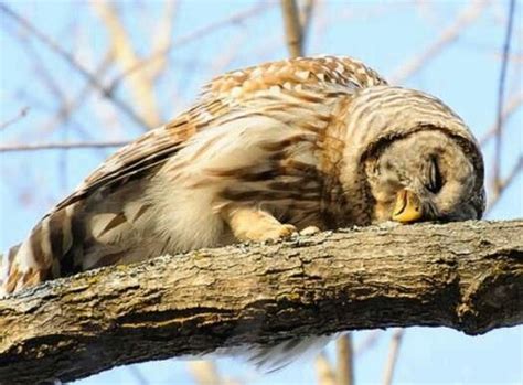 How Olws Sleep Owl Owl Pictures Pet Birds
