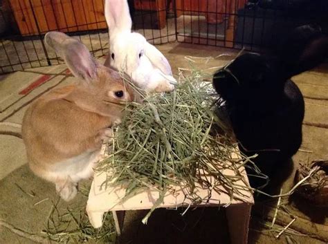 The Best Hay For Rabbits
