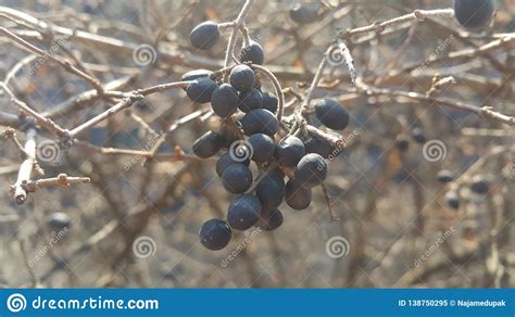 Closeup View Of Black Mountain Ash Berries Stock Image Image Of