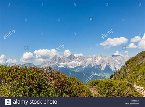Flower Alpenrose On Mountain Reiteralm And Distant Mountain Range