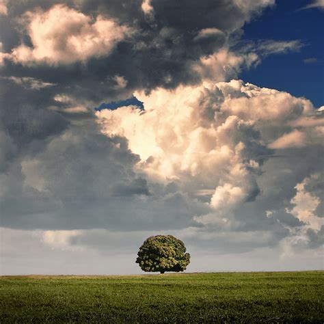 The Lonely Tree By Isacgoulart On Deviantart