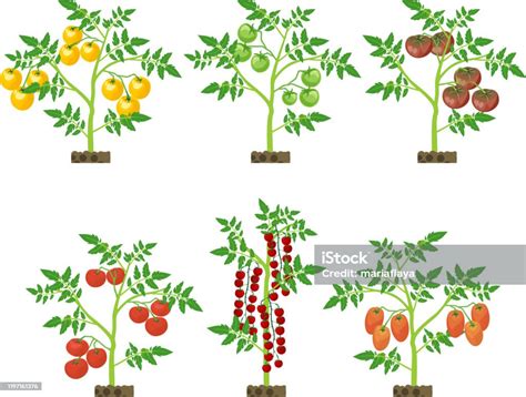 Set With Different Tomato Plants With Green Leaf And Ripe Tomatoes