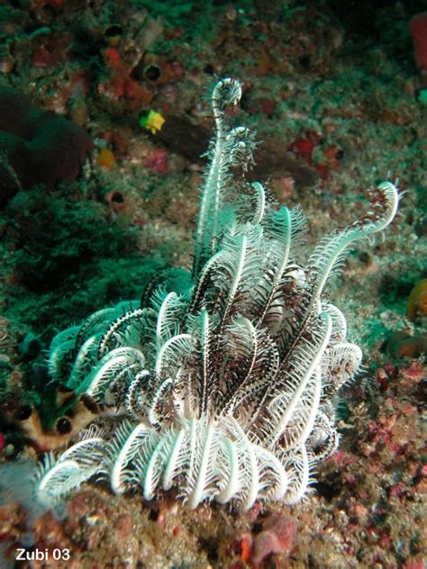 1000 Images About Sea Star And Feather Star On Pinterest