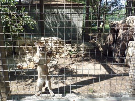 Cougar Exhibit Zoochat