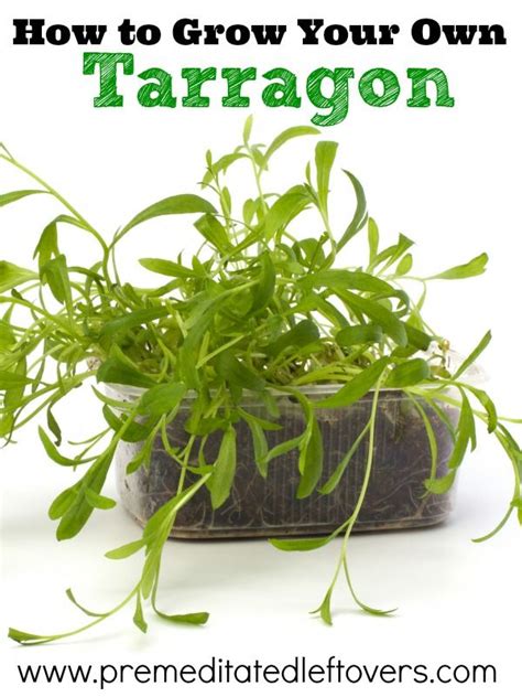 How To Grow Tarragon Including How To Plant Tarragon