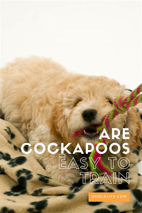 Are Cockapoos Easy To Train Tips For Fast Cockapoo House Training In