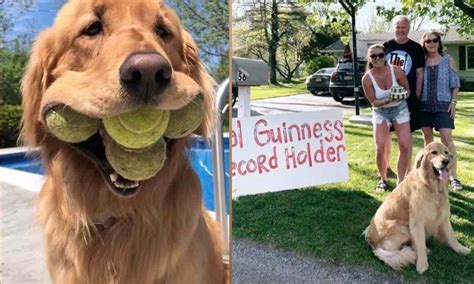 Dog Breaks World Record For Most Tennis Balls Held In His Mouth—and