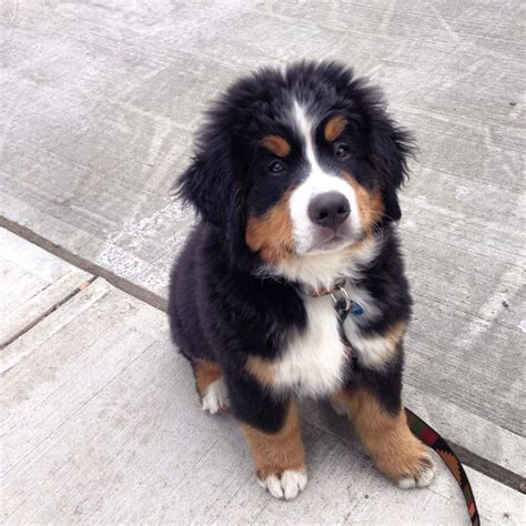 59 St Bernese Mountain Dog Breeders Photo Bleumoonproductions