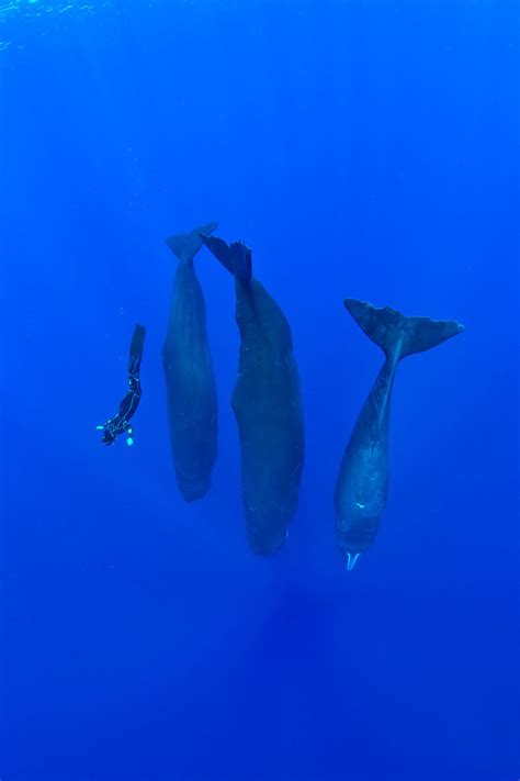 Rare Photographs Of A Pod Of Sleeping Sperm Whales In The Caribbean Sea