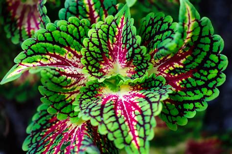 How To Grow And Care For Coleus