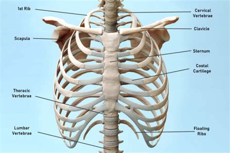 Skeleton Chest Bones Anatomy