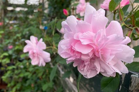 11 Best Climbing Roses For Shade Song Of Roses