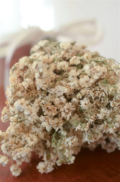 Check spelling or type a new query. Dried achillea of pearl bunch white dried flowers white