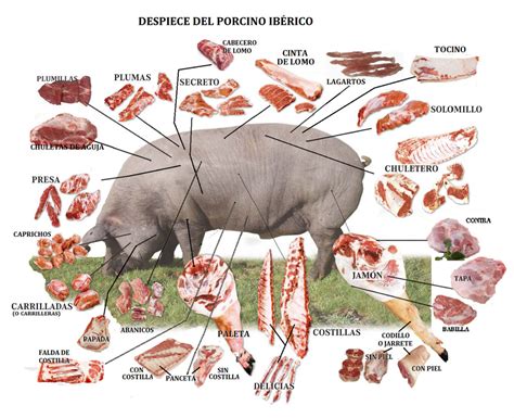 Guía Práctica Los Cortes Del Cerdo Ibérico Más Sabrosos Y En Qué