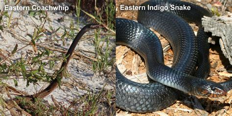 Eastern Indigo Snake Florida Snake Id Guide