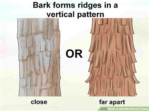 Types Of Tree Barks The Home Garden