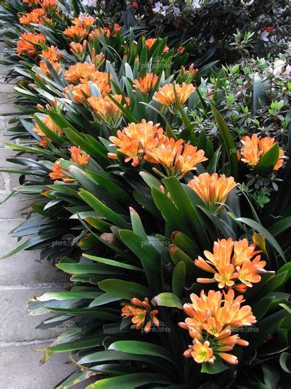 Your shade garden doesn't have to be bland! Clivia-miniata | Shade garden plants, Plants, Tropical garden