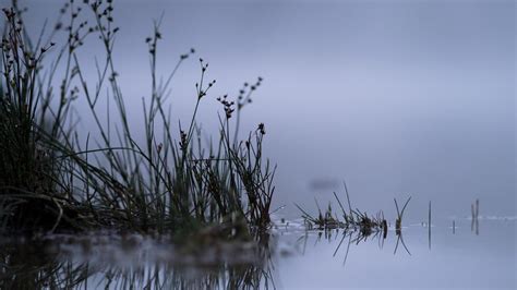 Pond Grass Fog Lake Reflection Wallpaper 2048x1153 348234 Wallpaperup