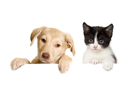 Maybe you would like to learn more about one of these? Cat And Dog Wallpapers High Quality | Download Free