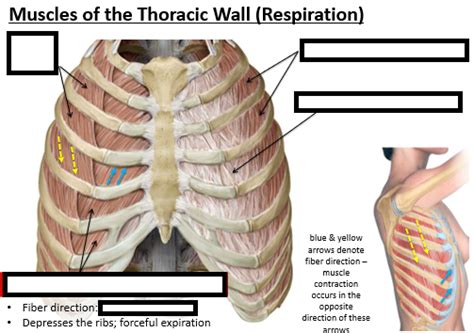 Muscles Of Thoracic Wall Respiration Diagram Quizlet