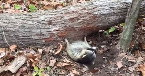 Raccoon Was Trapped Underneath A Tree Heres The Incredible Rescue
