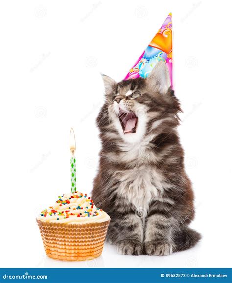 Cat In Birthday Hat Blows Out The Candles On The Cake Isolated On