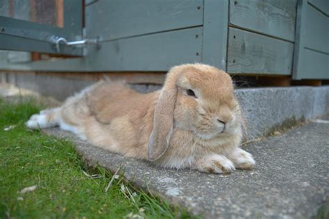 Types Of Lop Rabbits With Pictures Hepper