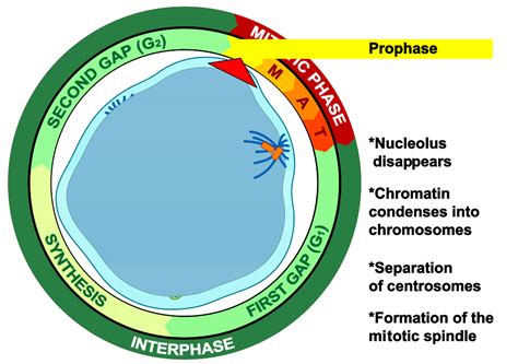 Called metaphase, the chromosomes line up in the center of the cell, separate and. Plant Stages Of Mitosis Under Microscope - Micropedia
