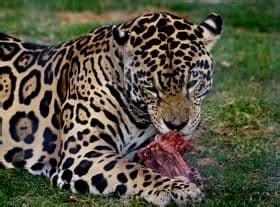 El Jaguar Caracteristicas, Que Come, Donde Vive, Reproduccion